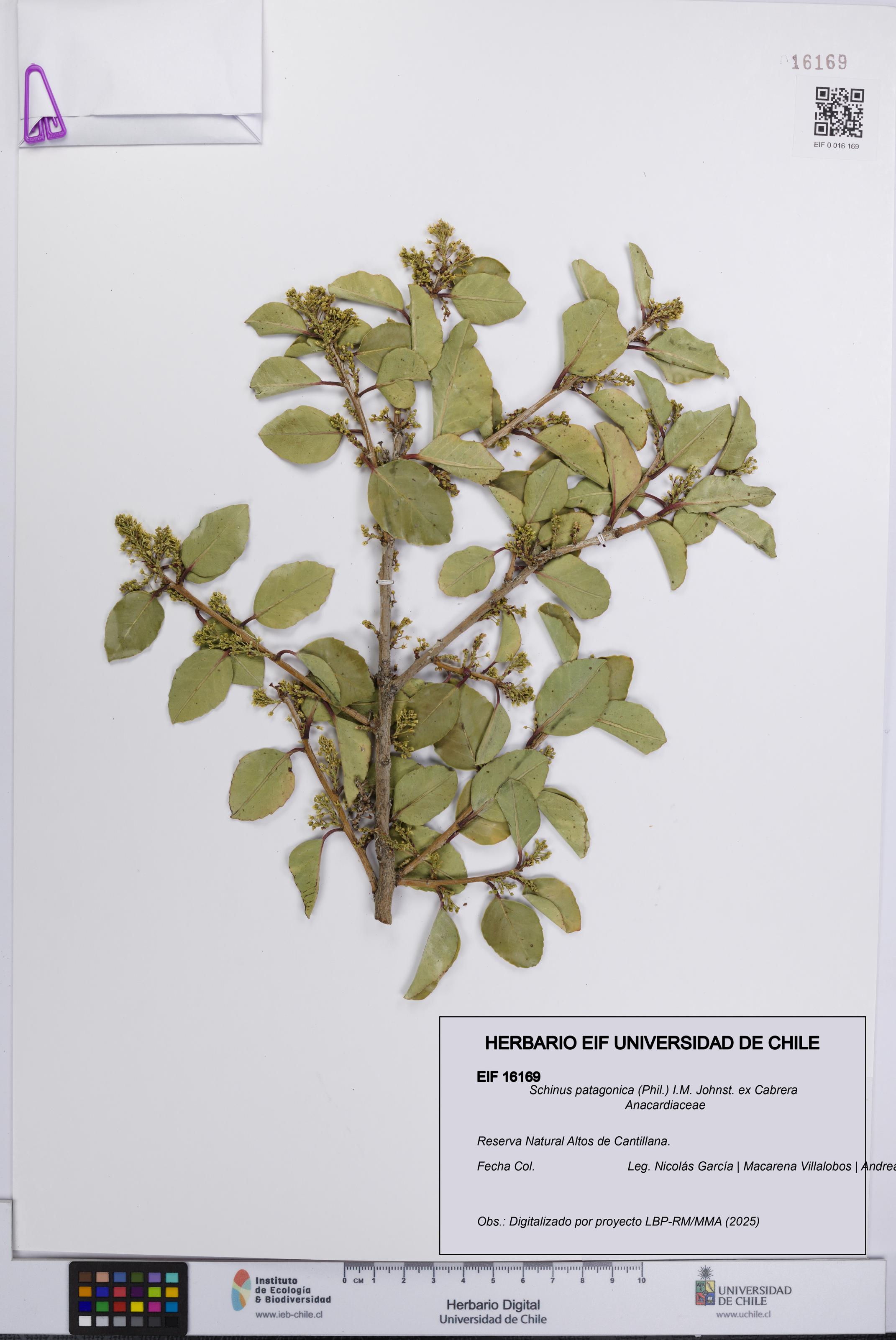 Schinus patagonica [Espécimen: UCH:EIF:0016169]