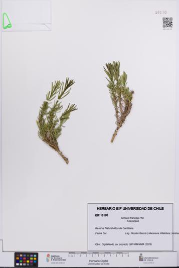 Senecio francisci [Espécimen: UCH:EIF:0016170]
