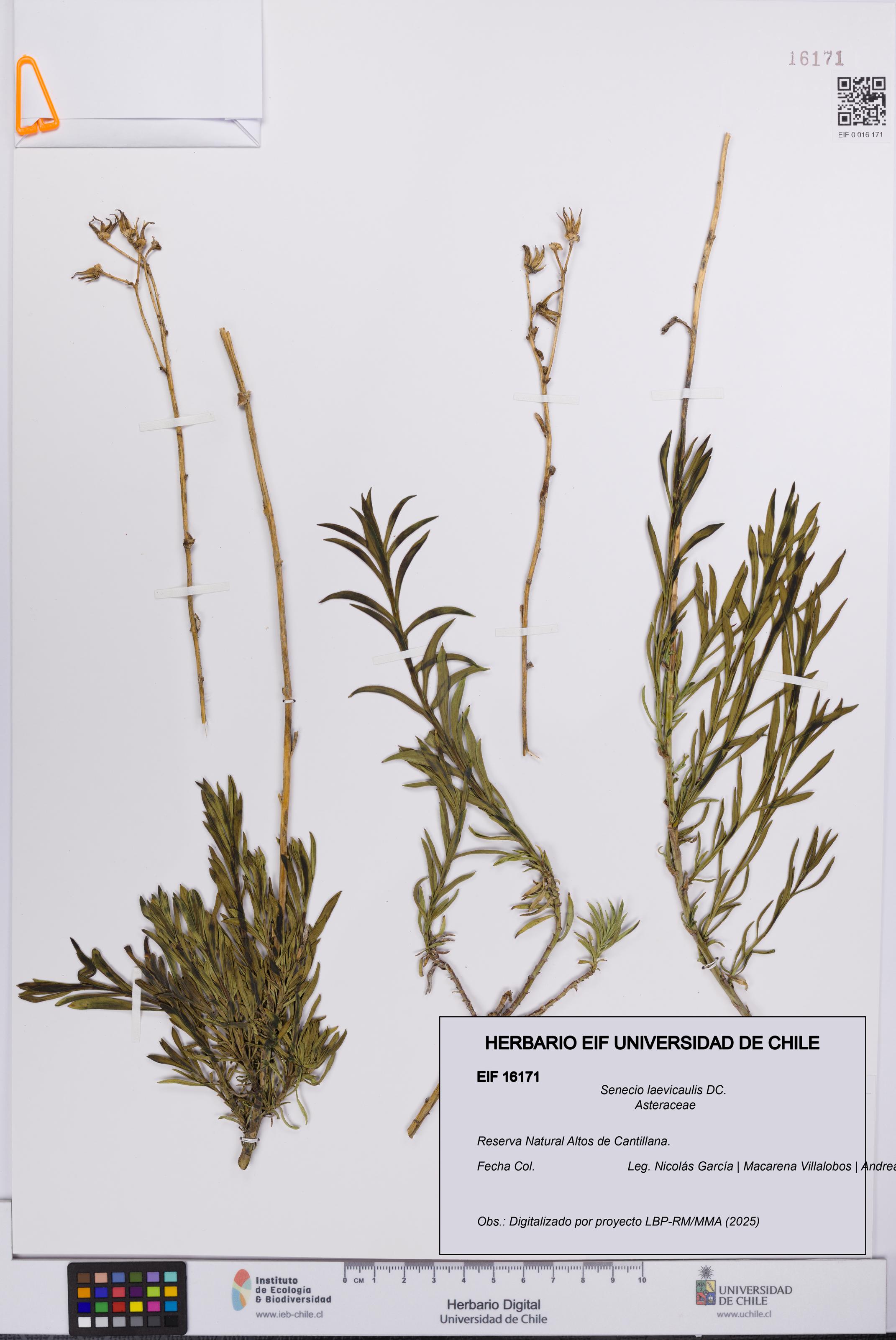 Senecio laevicaulis [Espécimen: UCH:EIF:0016171]