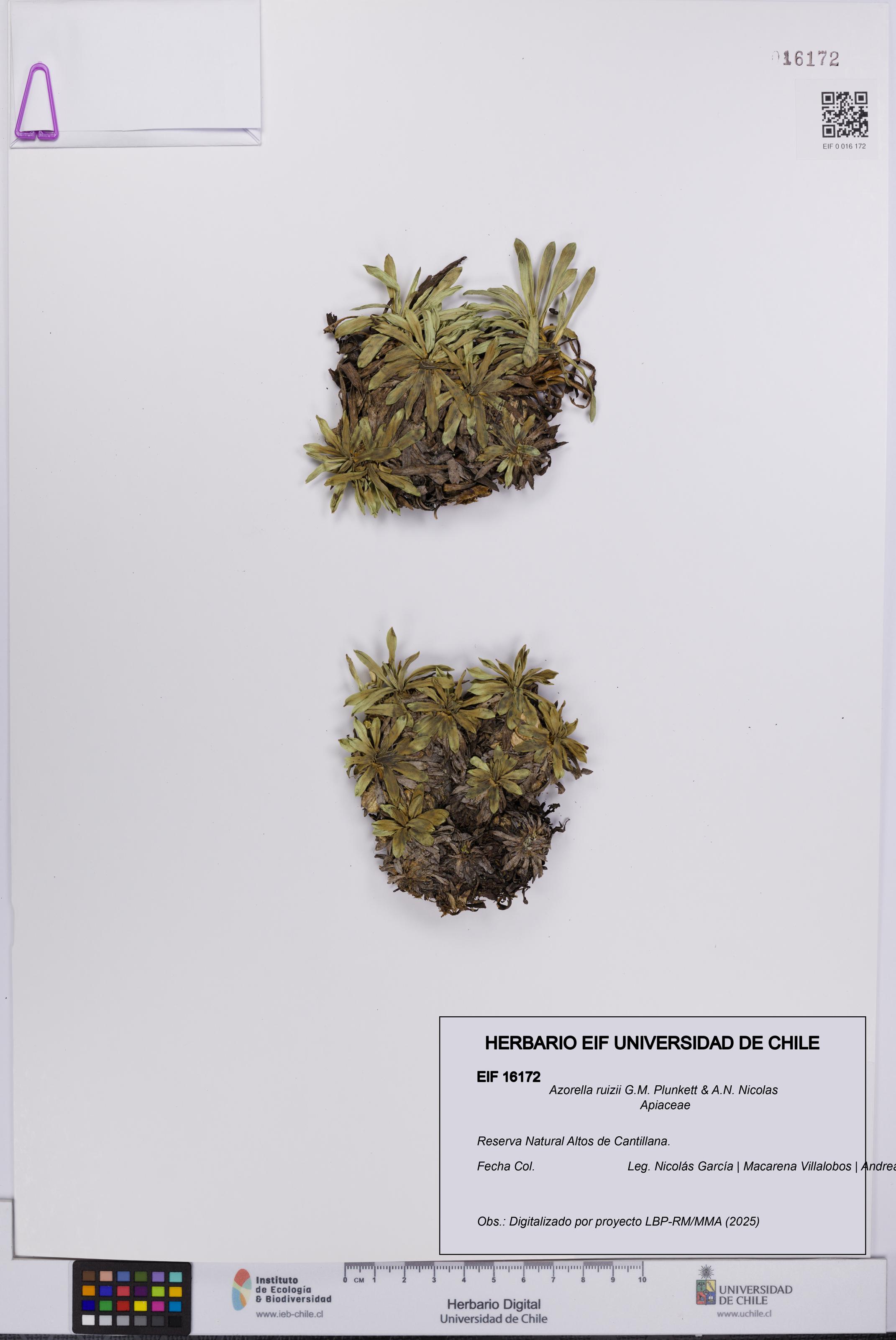 Azorella ruizii [Espécimen: UCH:EIF:0016172]