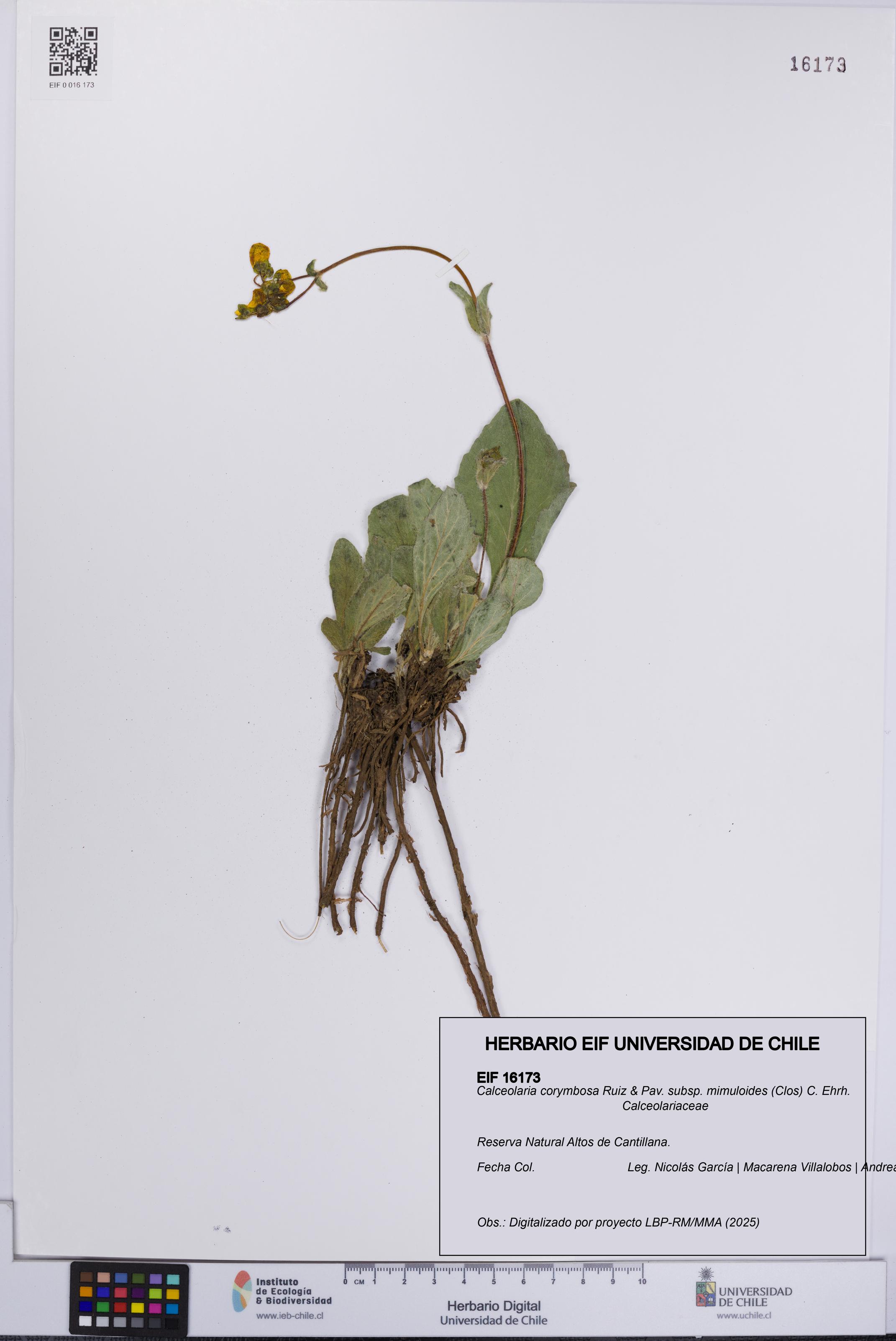 Calceolaria corymbosa subsp. mimuloides [Espécimen: UCH:EIF:0016173]