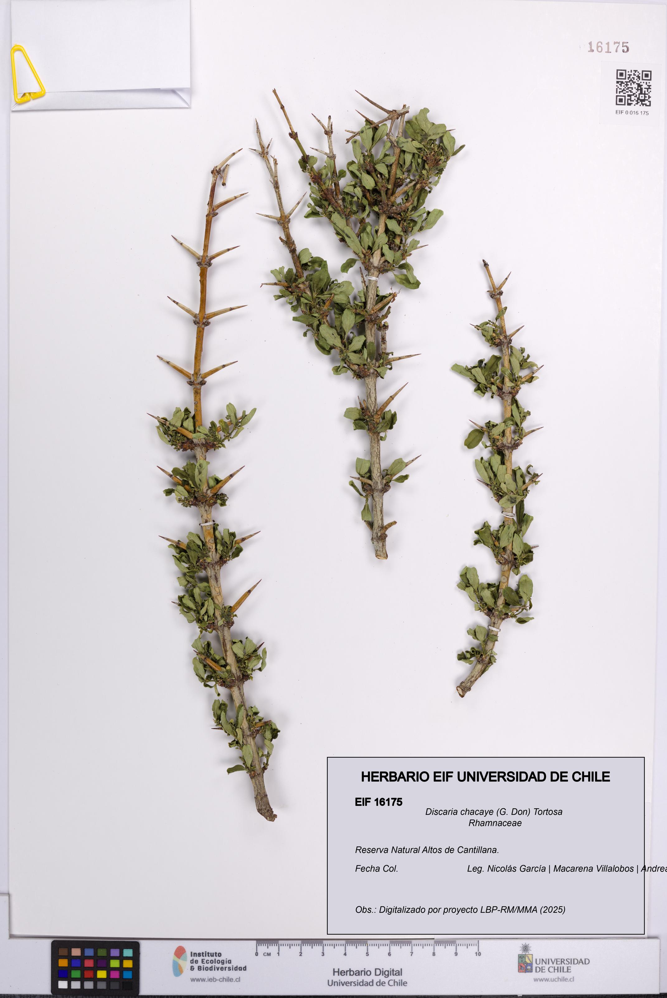 Discaria chacaye [Espécimen: UCH:EIF:0016175]