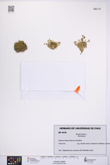 Montia fontana [Espécimen: UCH:EIF:0016176]