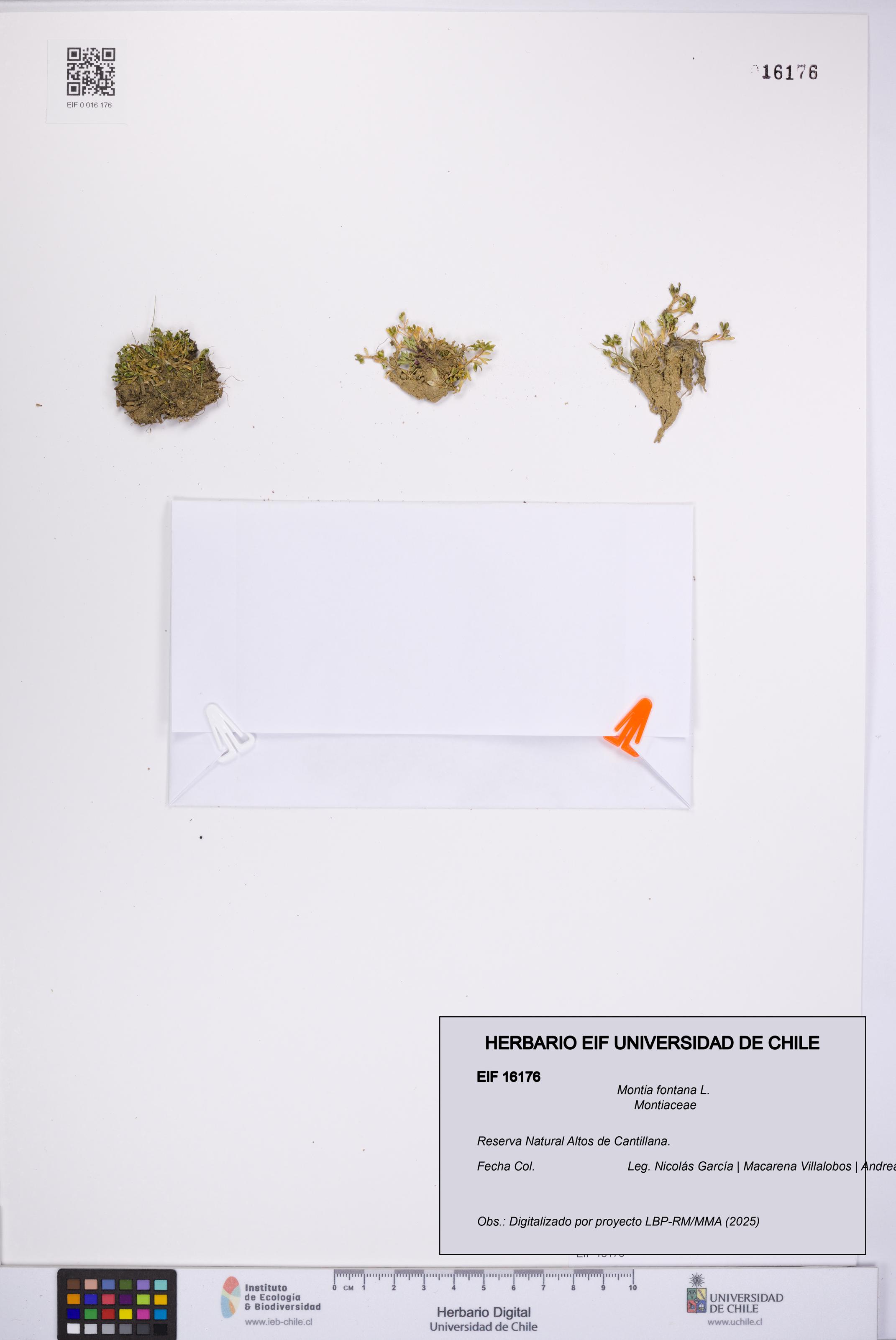 Montia fontana [Espécimen: UCH:EIF:0016176]