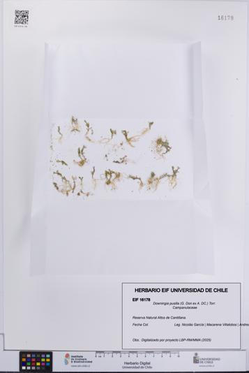 Downingia pusilla [Espécimen: UCH:EIF:0016178]