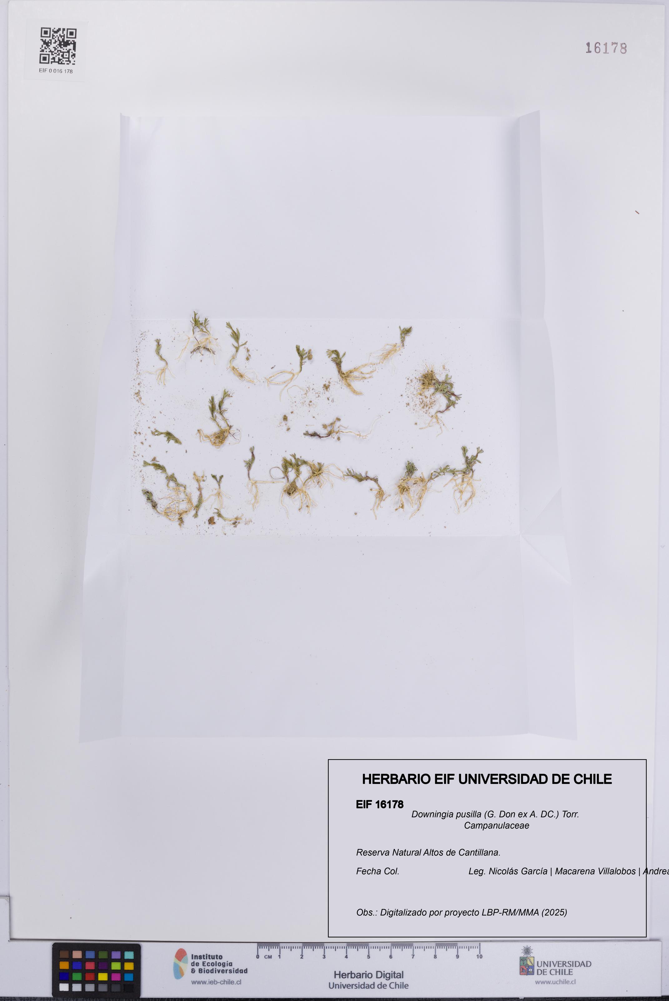 Downingia pusilla [Espécimen: UCH:EIF:0016178]