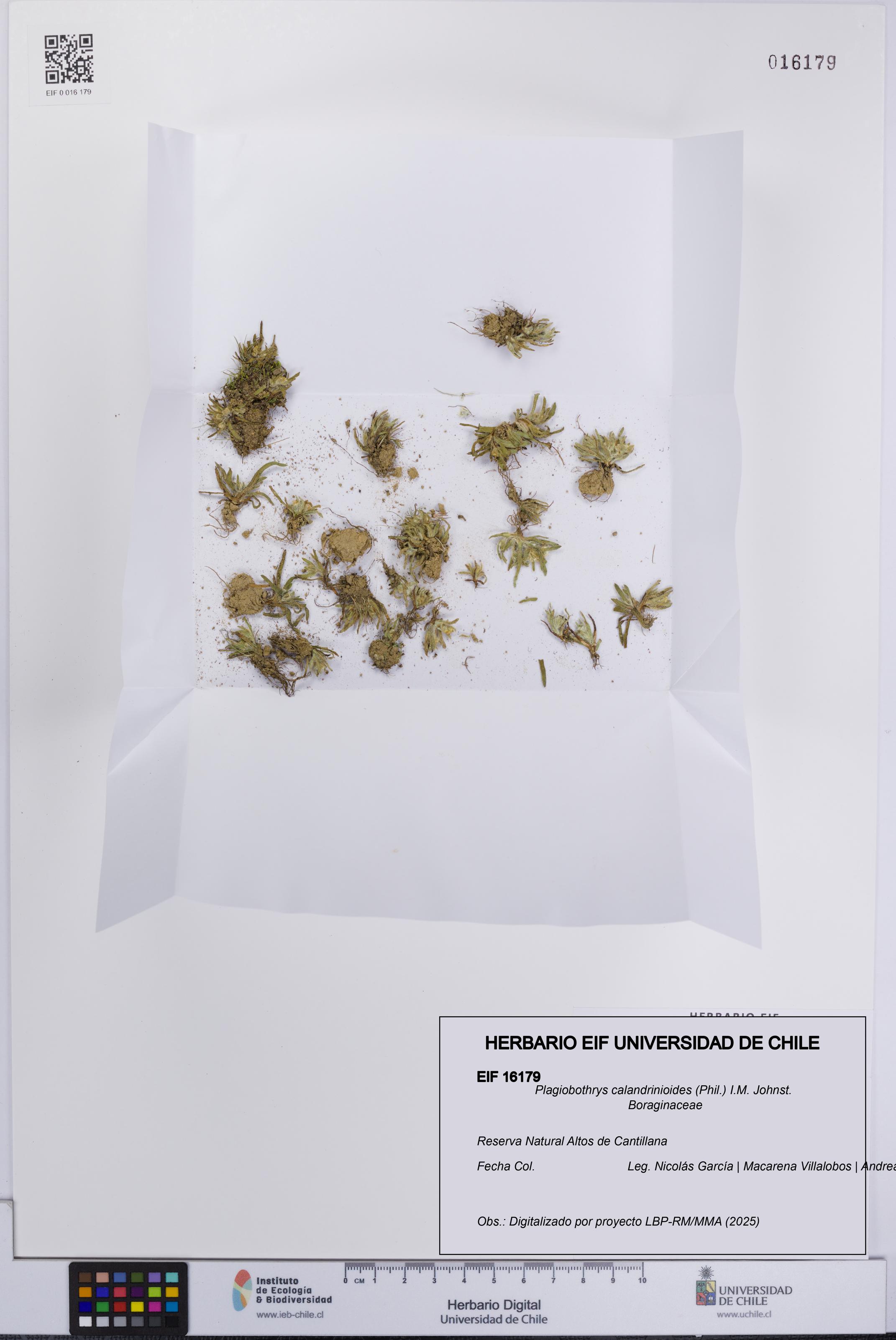 Plagiobothrys calandrinioides [Espécimen: UCH:EIF:0016179]