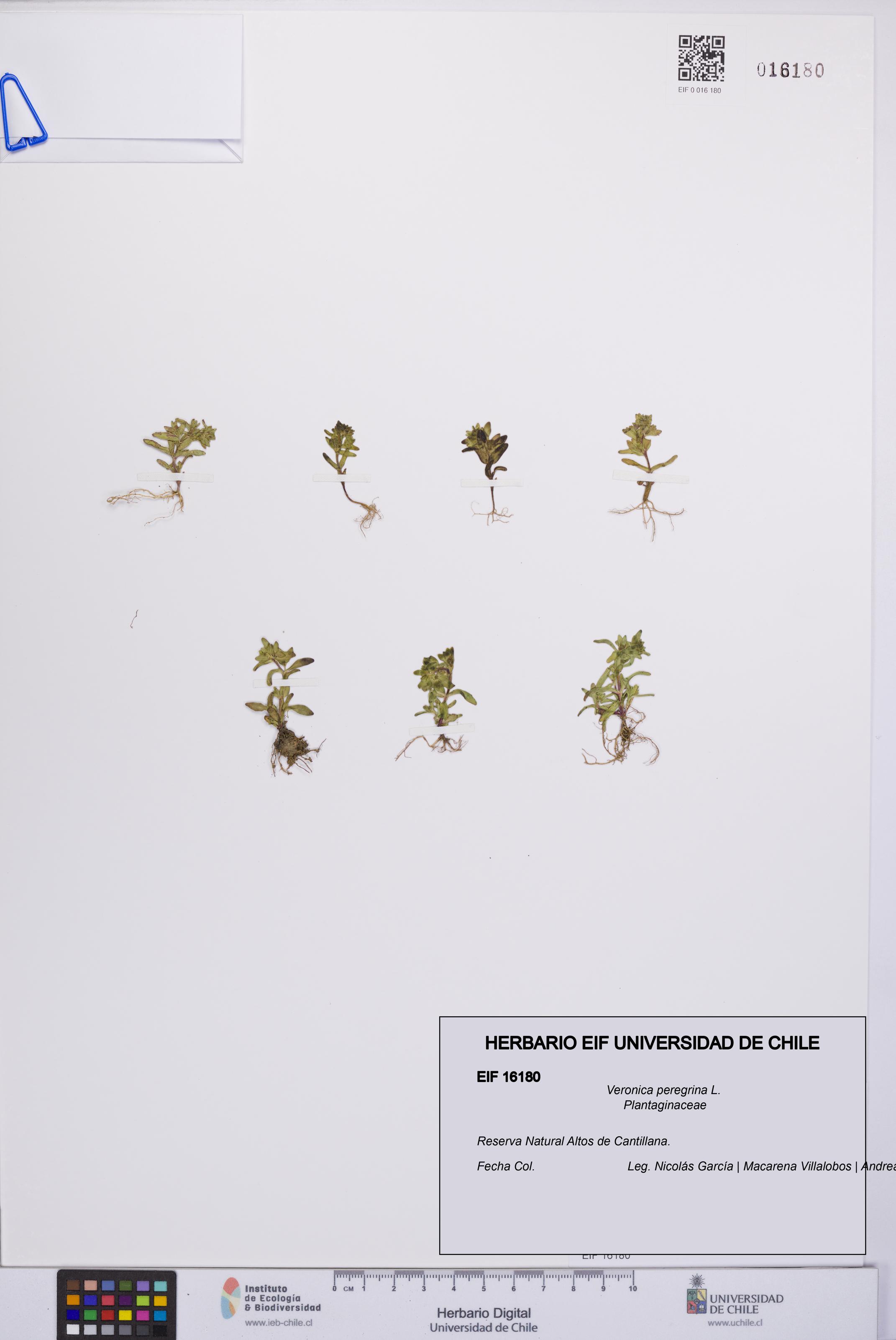 Veronica peregrina [Espécimen: UCH:EIF:0016180]
