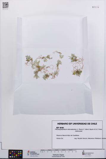 Pseudognaphalium aldunateoides [Espécimen: UCH:EIF:0016181]