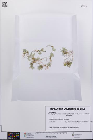 Pseudognaphalium aldunateoides [Espécimen: UCH:EIF:0016181]