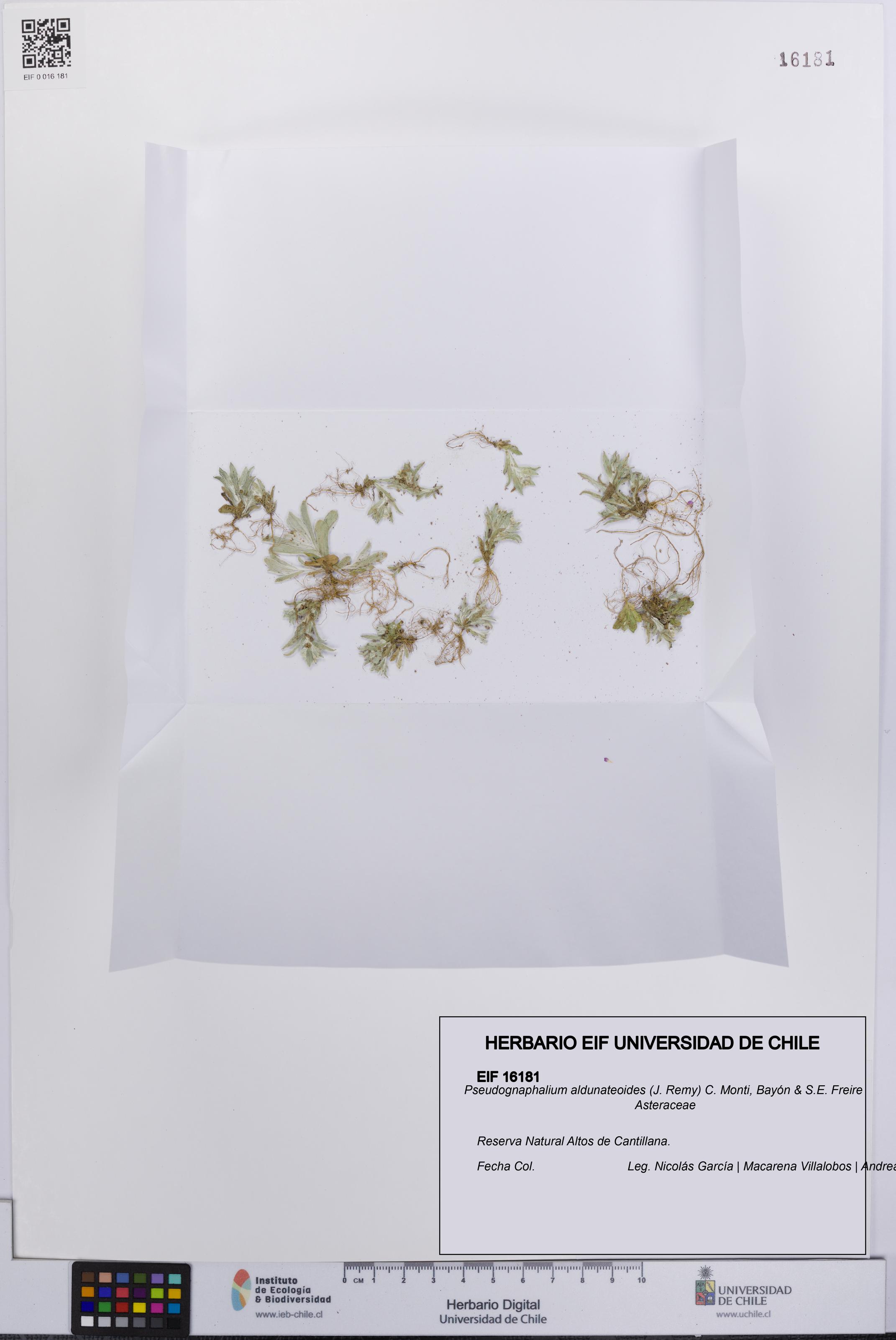 Pseudognaphalium aldunateoides [Espécimen: UCH:EIF:0016181]