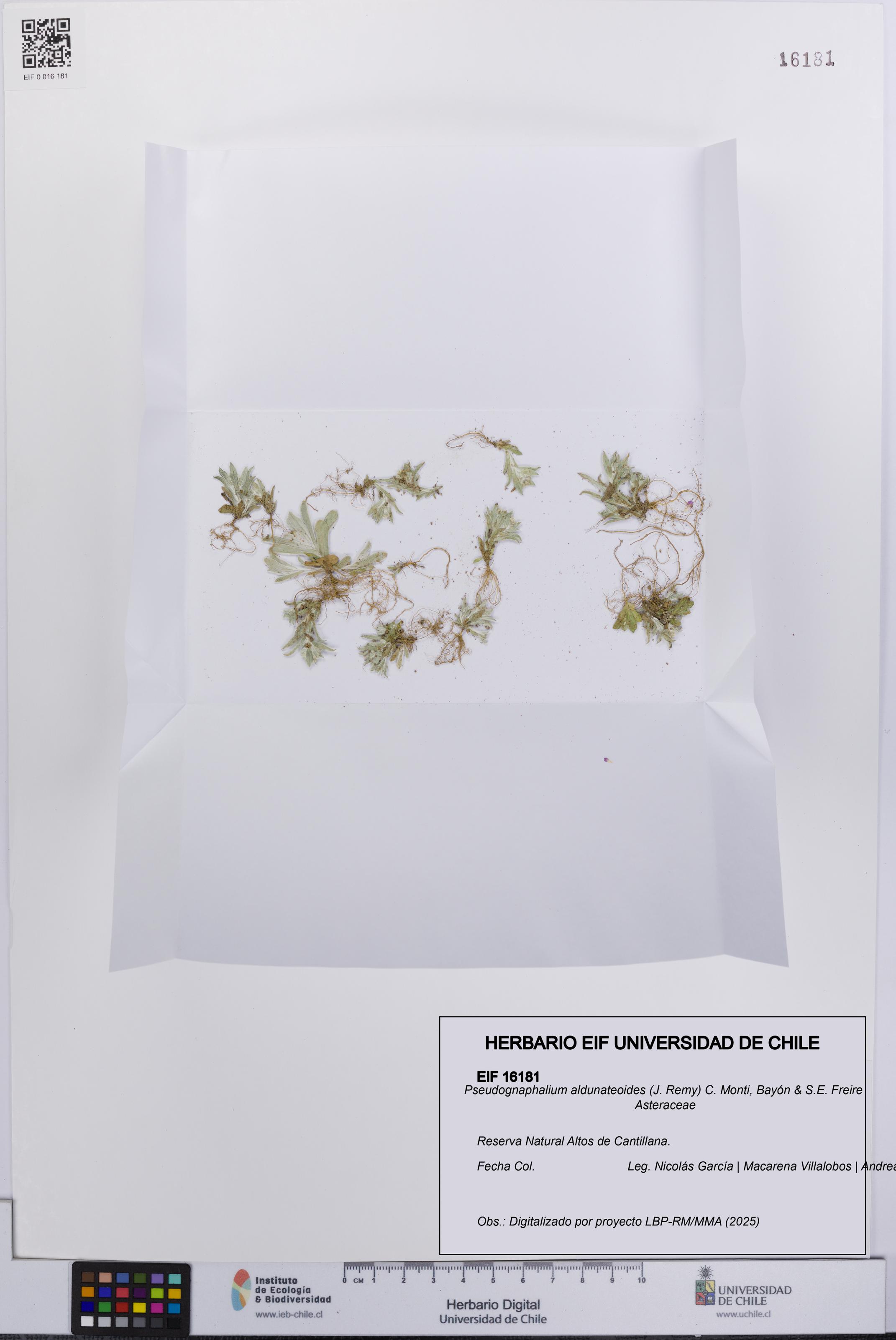 Pseudognaphalium aldunateoides [Espécimen: UCH:EIF:0016181]