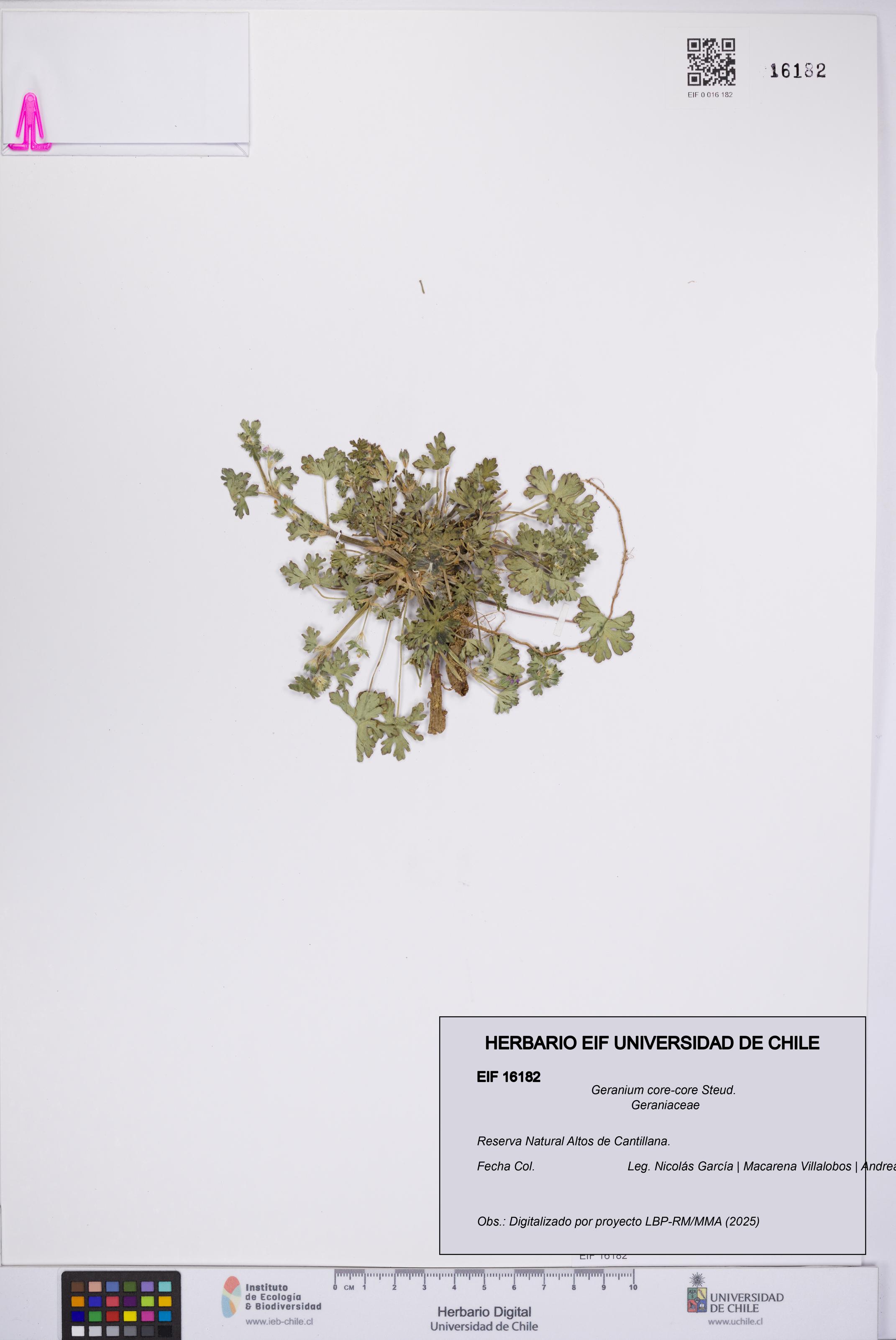 Geranium core-core [Espécimen: UCH:EIF:0016182]