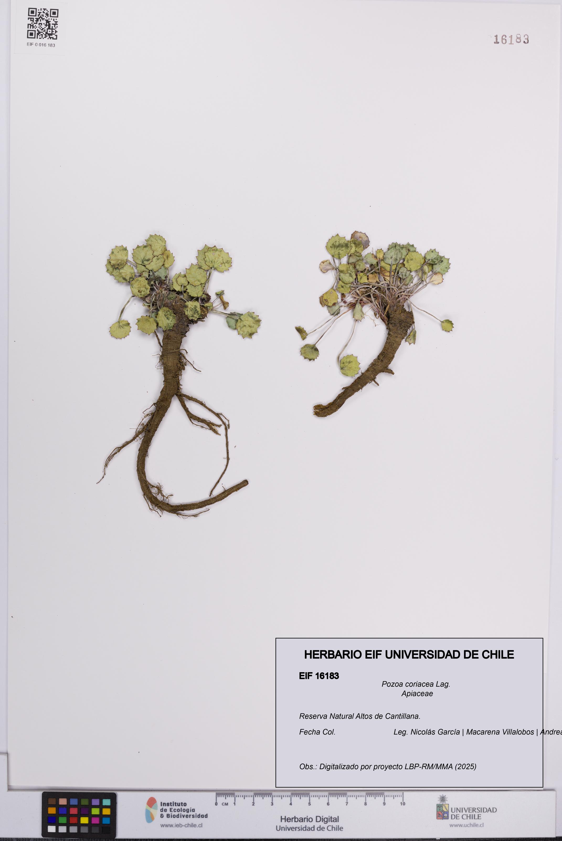 Pozoa coriacea [Espécimen: UCH:EIF:0016183]