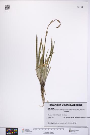 Sisyrinchium arenarium [Espécimen: UCH:EIF:0016184]