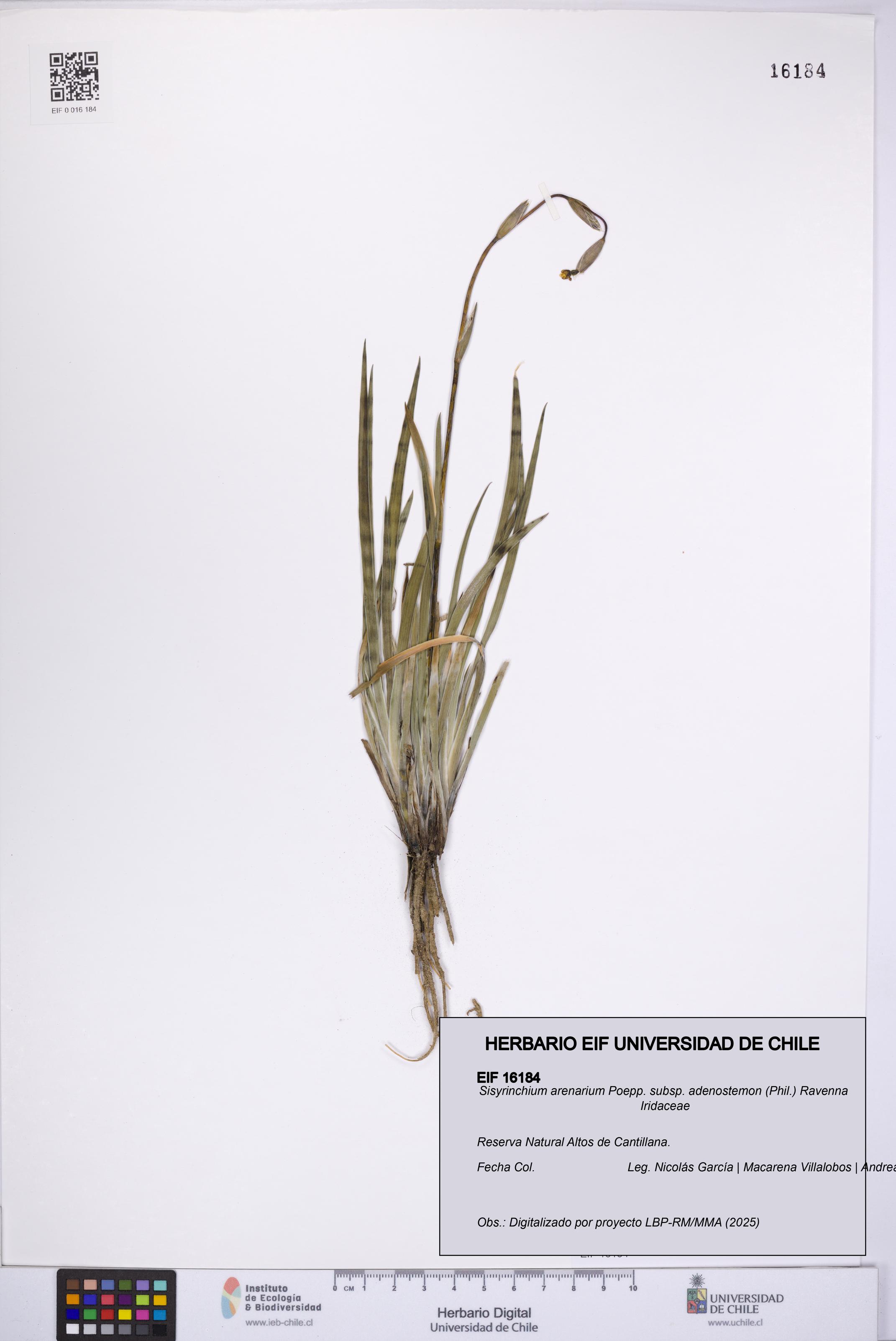 Sisyrinchium arenarium [Espécimen: UCH:EIF:0016184]