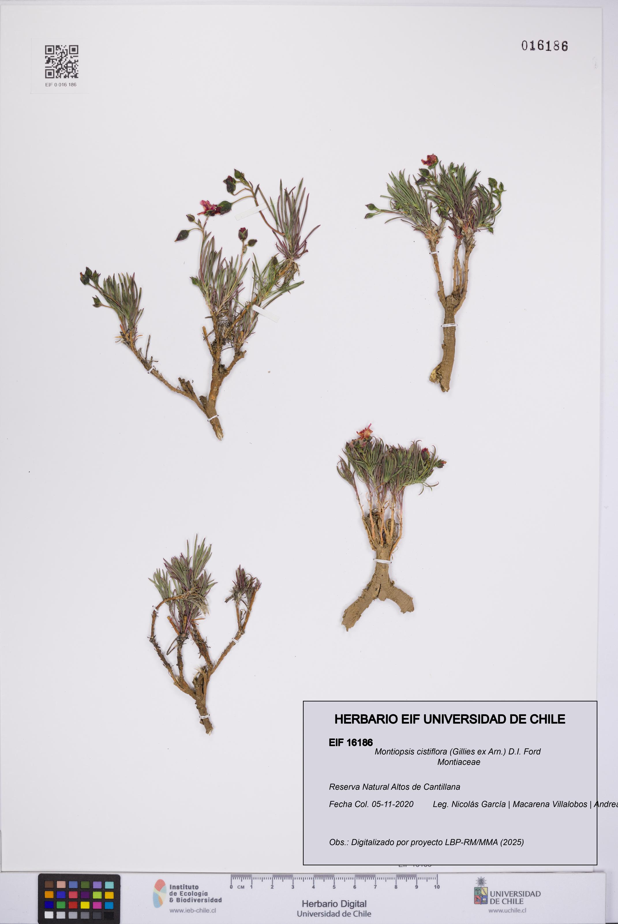 Montiopsis cistiflora [Espécimen: UCH:EIF:0016186]