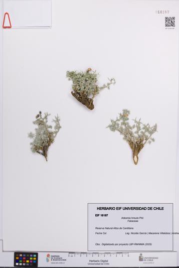 Adesmia hirsuta [Espécimen: UCH:EIF:0016187]