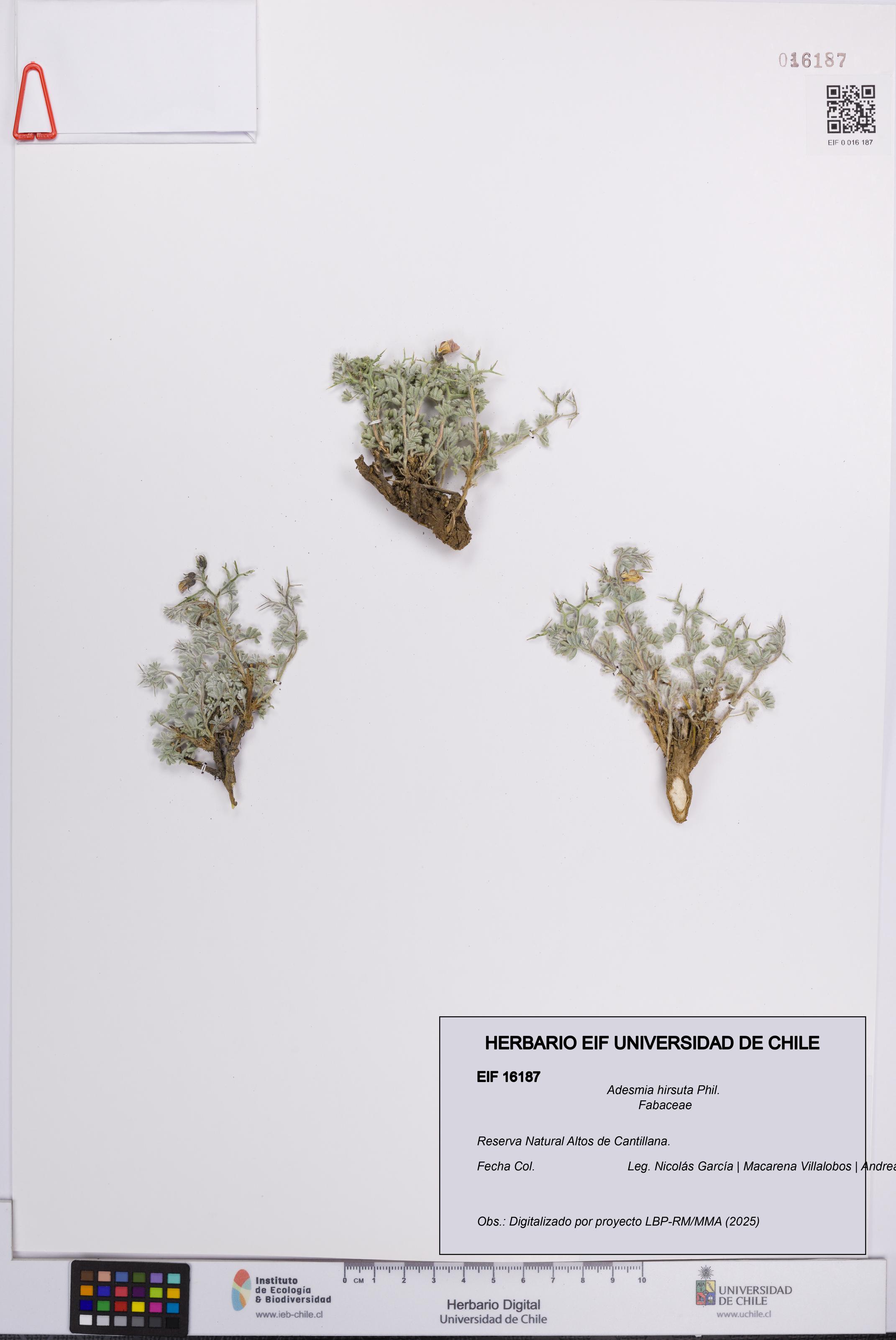 Adesmia hirsuta [Espécimen: UCH:EIF:0016187]