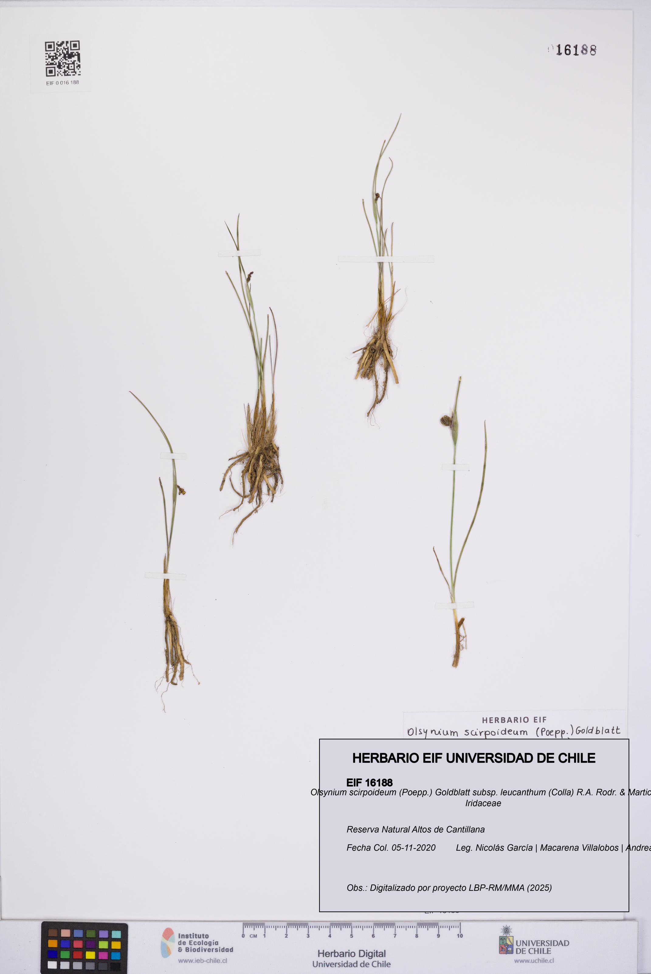 Olsynium scirpoideum subsp. leucanthum [Espécimen: UCH:EIF:0016188]