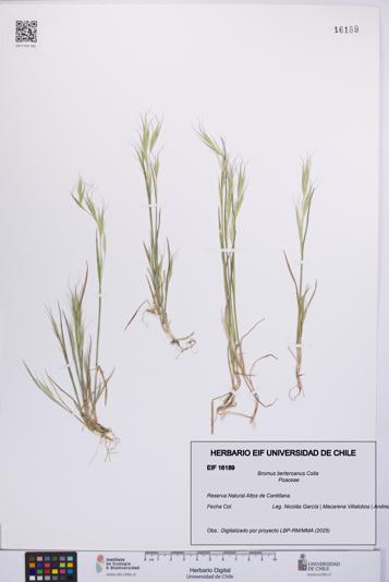Bromus berteroanus [Espécimen: UCH:EIF:0016189]