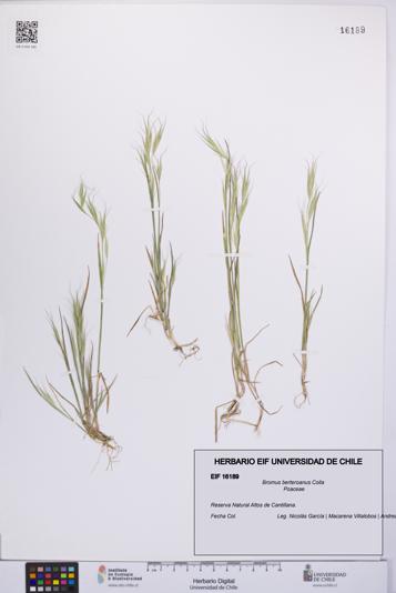 Bromus berteroanus [Espécimen: UCH:EIF:0016189]
