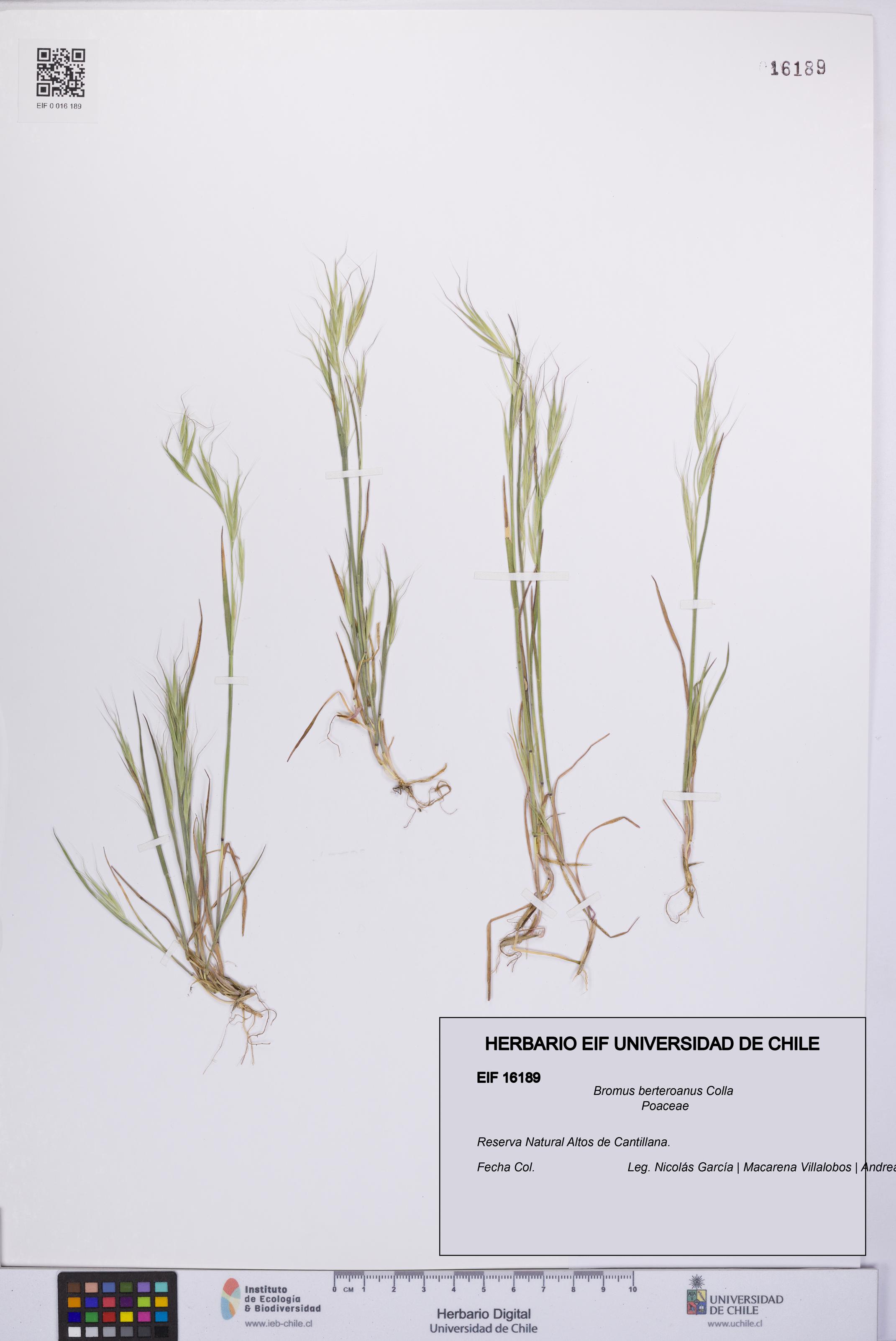 Bromus berteroanus [Espécimen: UCH:EIF:0016189]