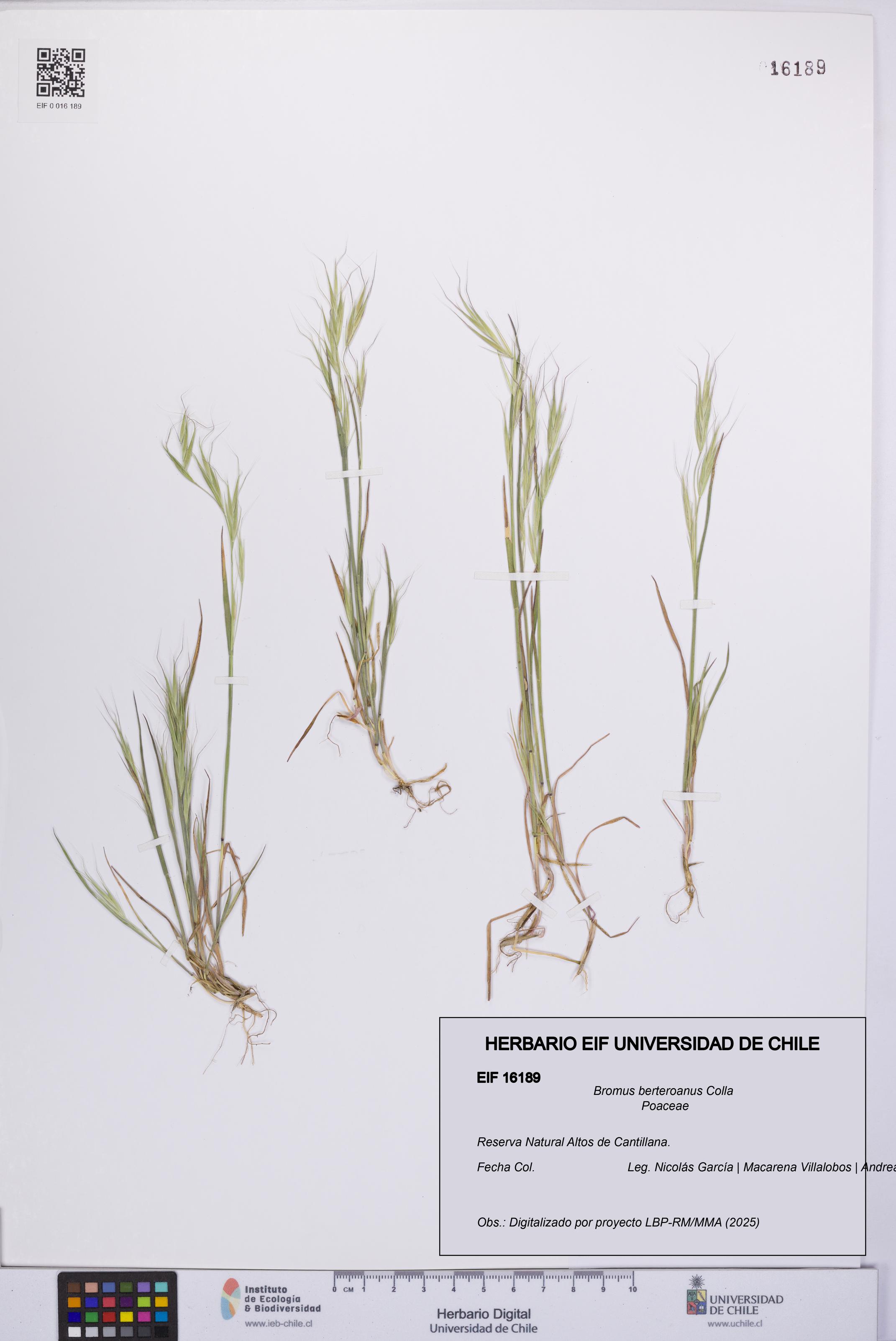 Bromus berteroanus [Espécimen: UCH:EIF:0016189]