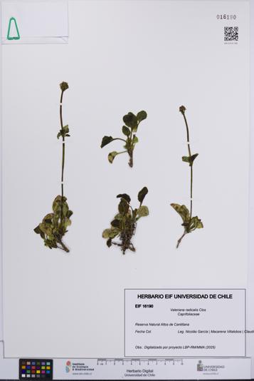 Valeriana radicalis [Espécimen: UCH:EIF:0016190]