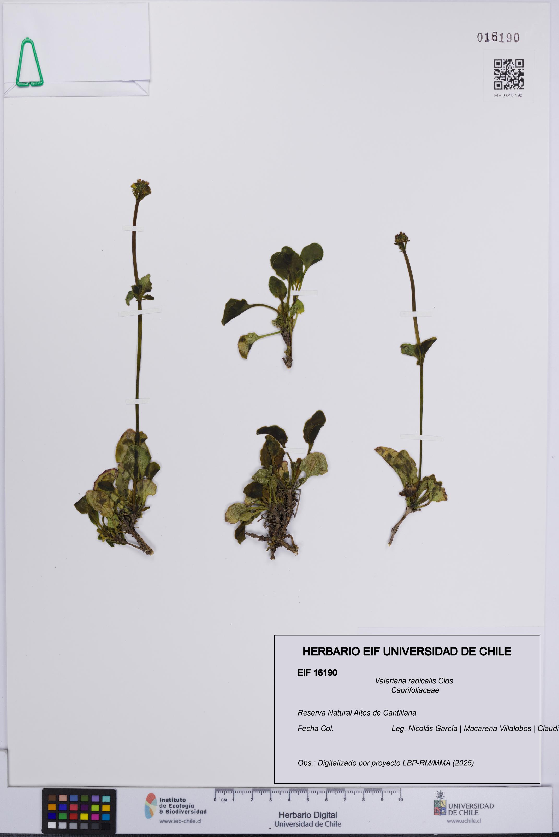 Valeriana radicalis [Espécimen: UCH:EIF:0016190]