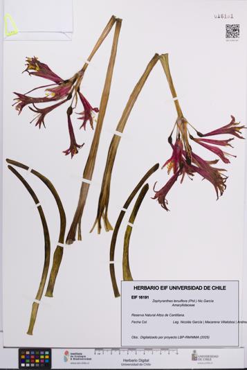 Zephyranthes tenuiflora [Espécimen: UCH:EIF:0016191]