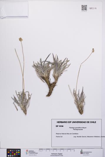 Plantago grandiflora [Espécimen: UCH:EIF:0016194]