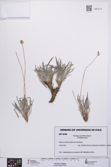 Plantago grandiflora [Espécimen: UCH:EIF:0016194]