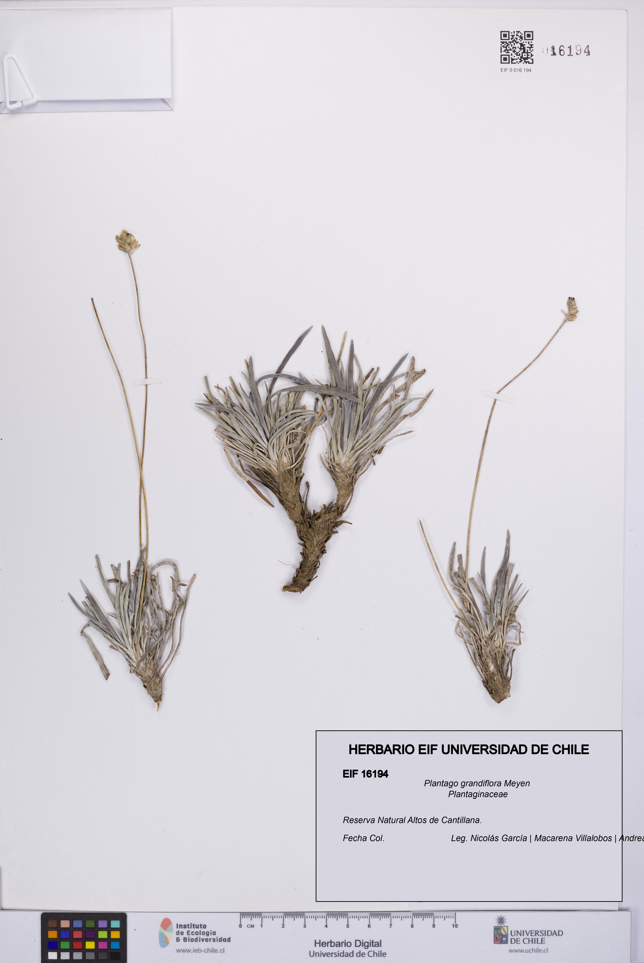 Plantago grandiflora [Espécimen: UCH:EIF:0016194]