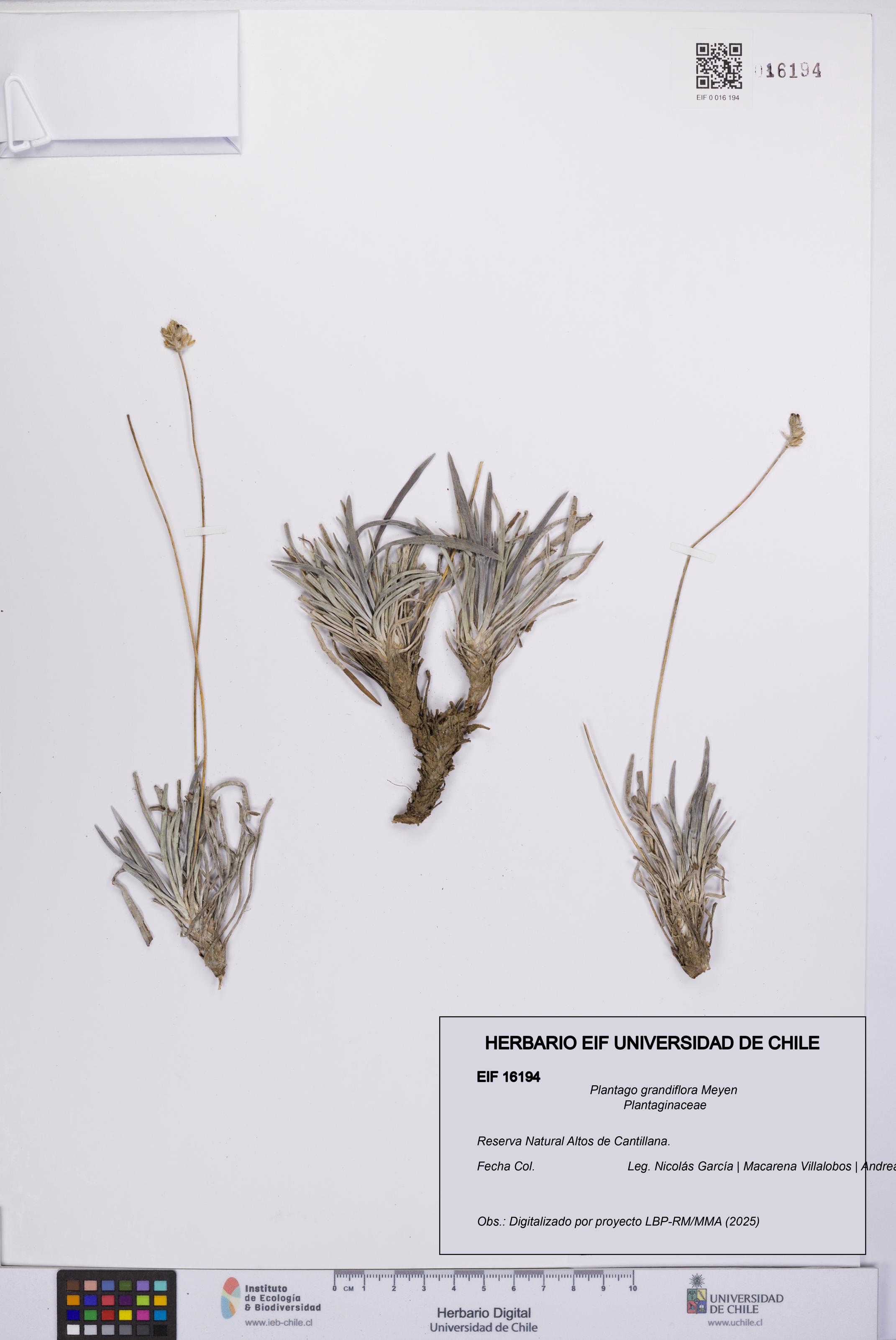 Plantago grandiflora [Espécimen: UCH:EIF:0016194]