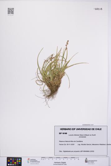 Luzula chilensis [Espécimen: UCH:EIF:0016195]