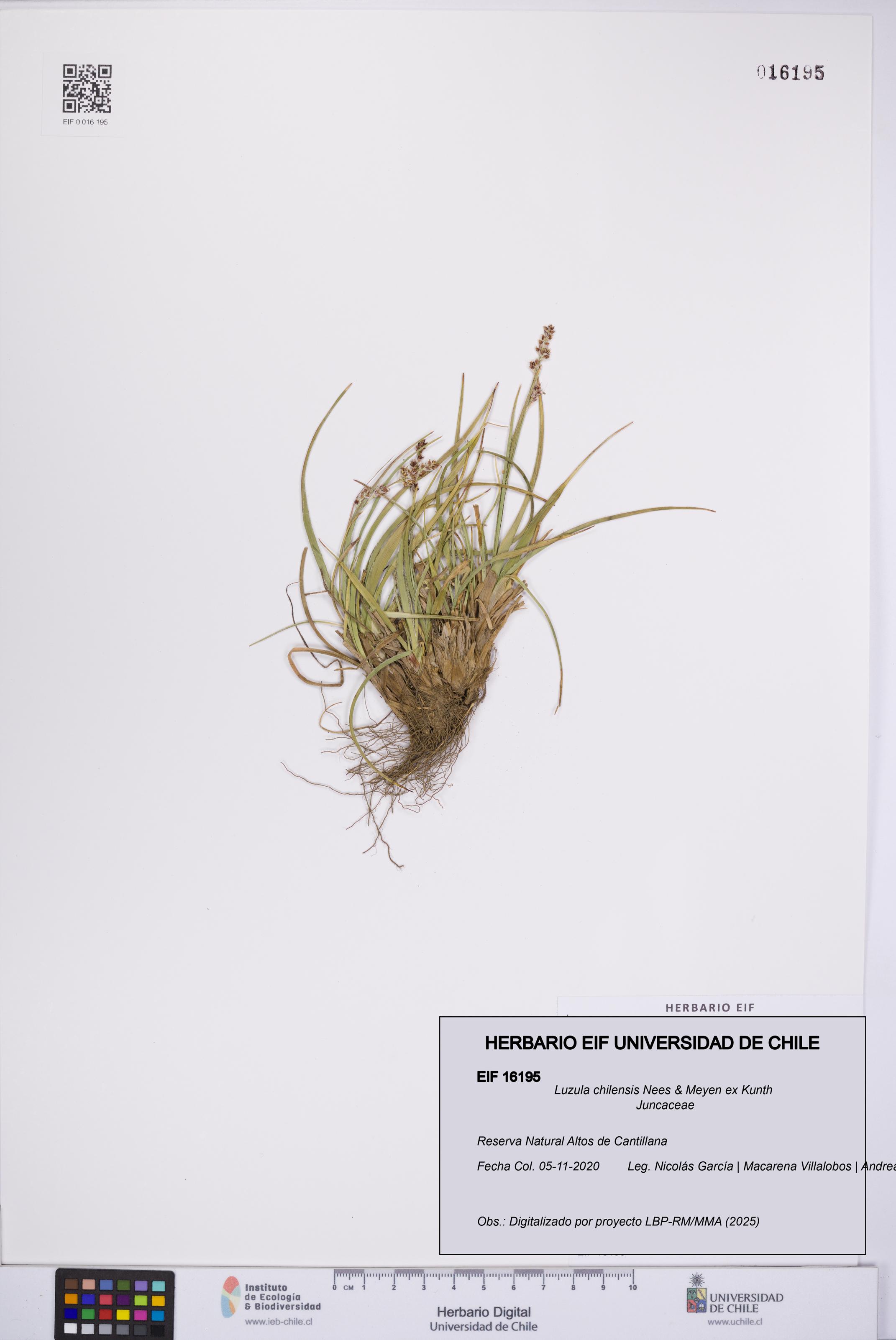 Luzula chilensis [Espécimen: UCH:EIF:0016195]