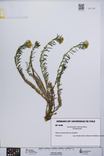 Quinchamalium chilense [Espécimen: UCH:EIF:0016196]