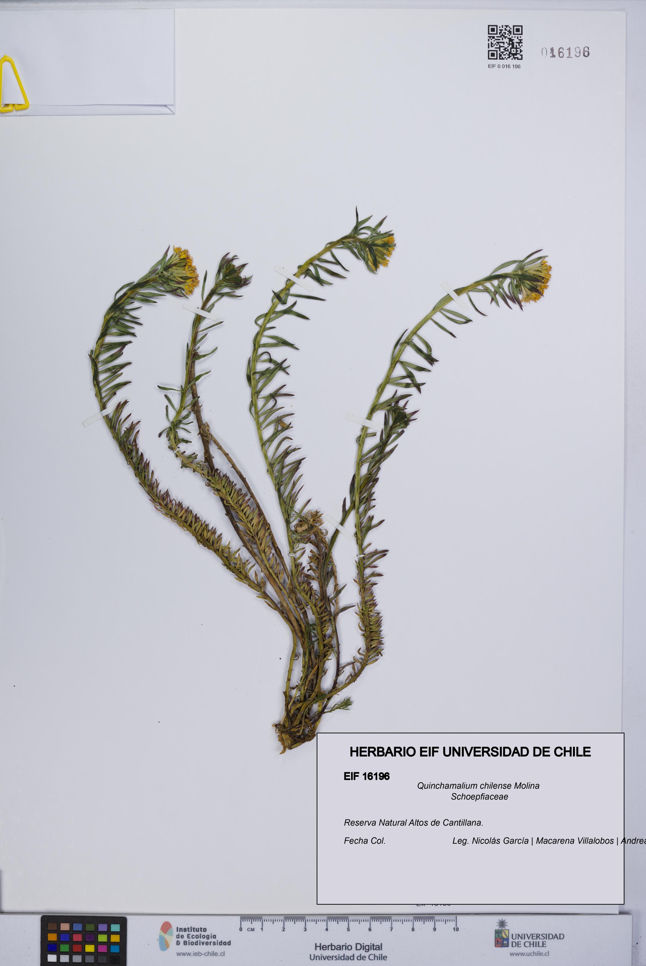 Quinchamalium chilense [Espécimen: UCH:EIF:0016196]