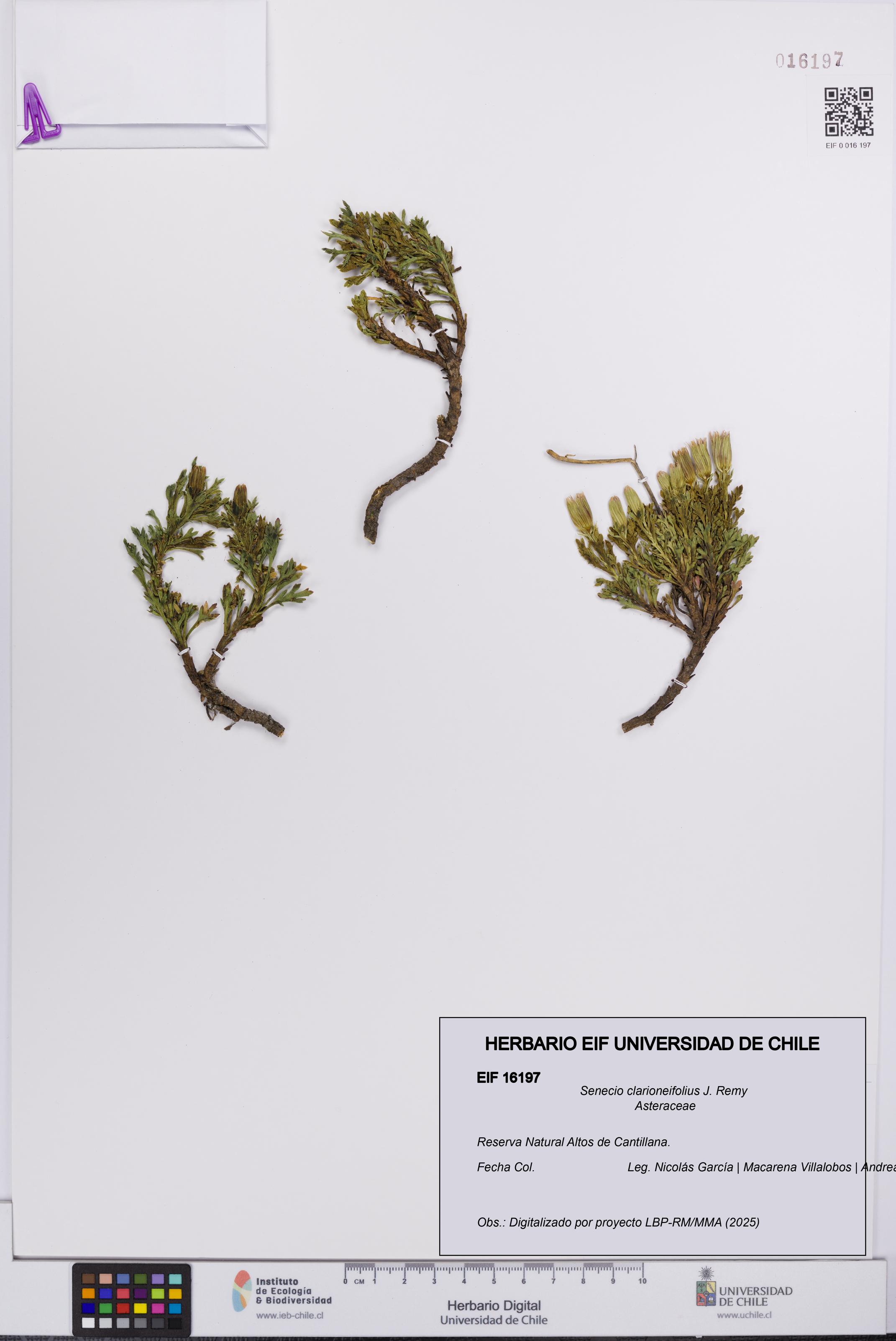 Senecio clarioneifolius [Espécimen: UCH:EIF:0016197]