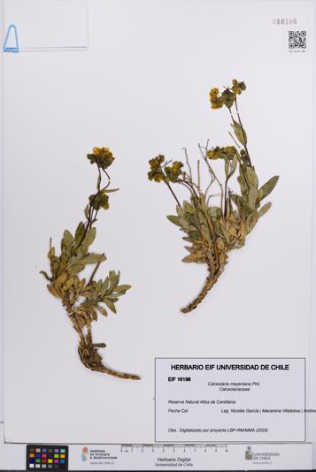 Calceolaria meyeniana [Espécimen: UCH:EIF:0016198]