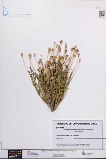 Junellia spathulata [Espécimen: UCH:EIF:0016199]