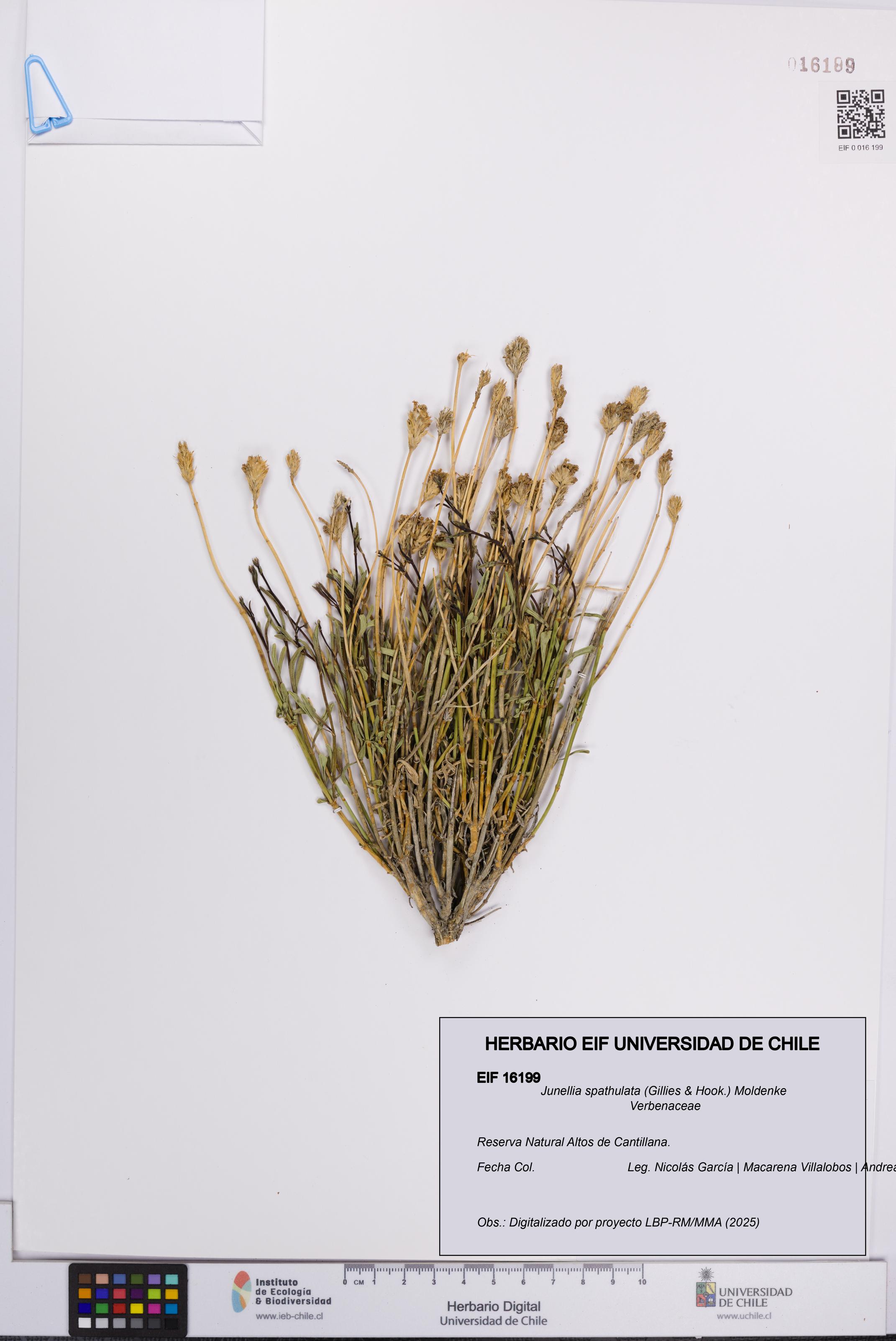 Junellia spathulata [Espécimen: UCH:EIF:0016199]