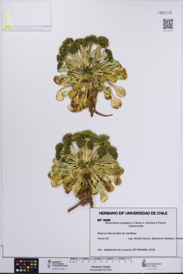 Gamocarpha scapigera [Espécimen: UCH:EIF:0016200]