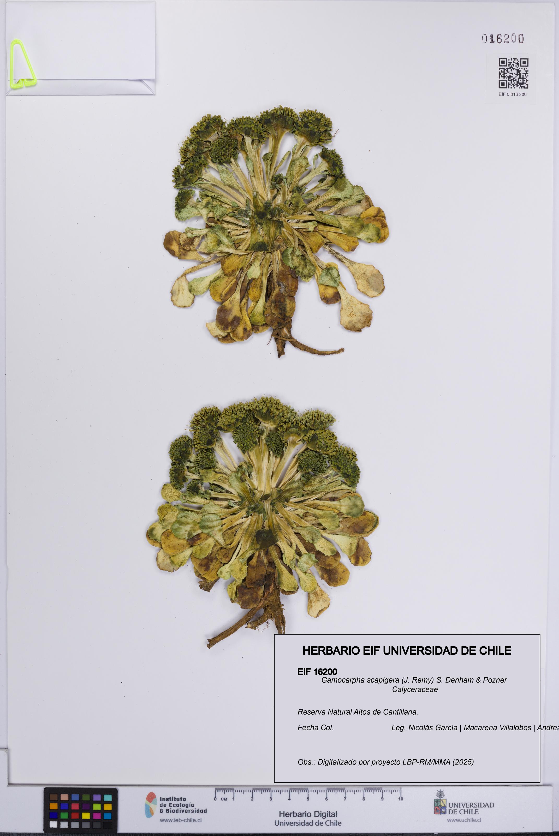Gamocarpha scapigera [Espécimen: UCH:EIF:0016200]