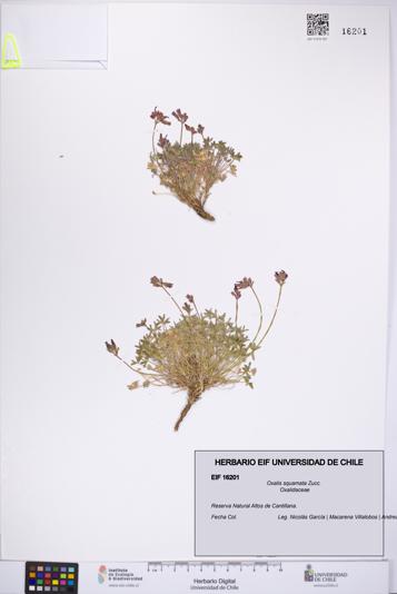 Oxalis squamata [Espécimen: UCH:EIF:0016201]