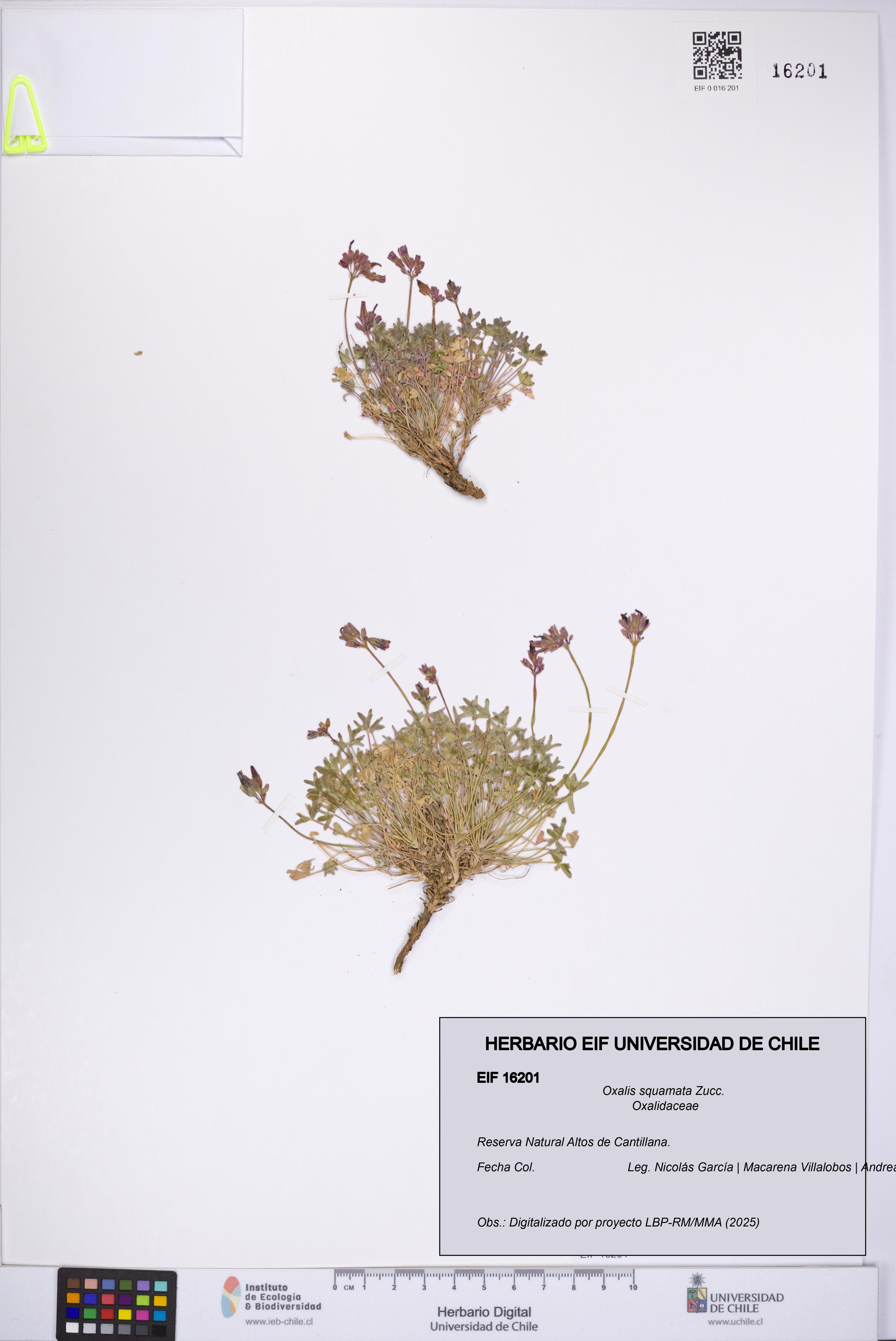 Oxalis squamata [Espécimen: UCH:EIF:0016201]