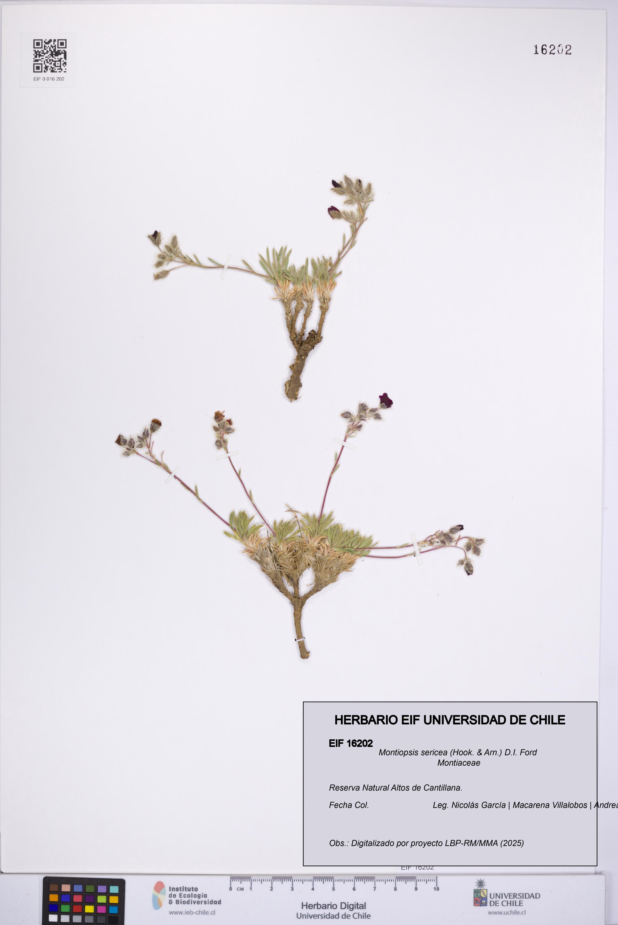 Montiopsis sericea [Espécimen: UCH:EIF:0016202]