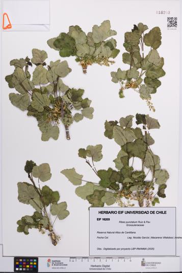 Ribes punctatum [Espécimen: UCH:EIF:0016203]