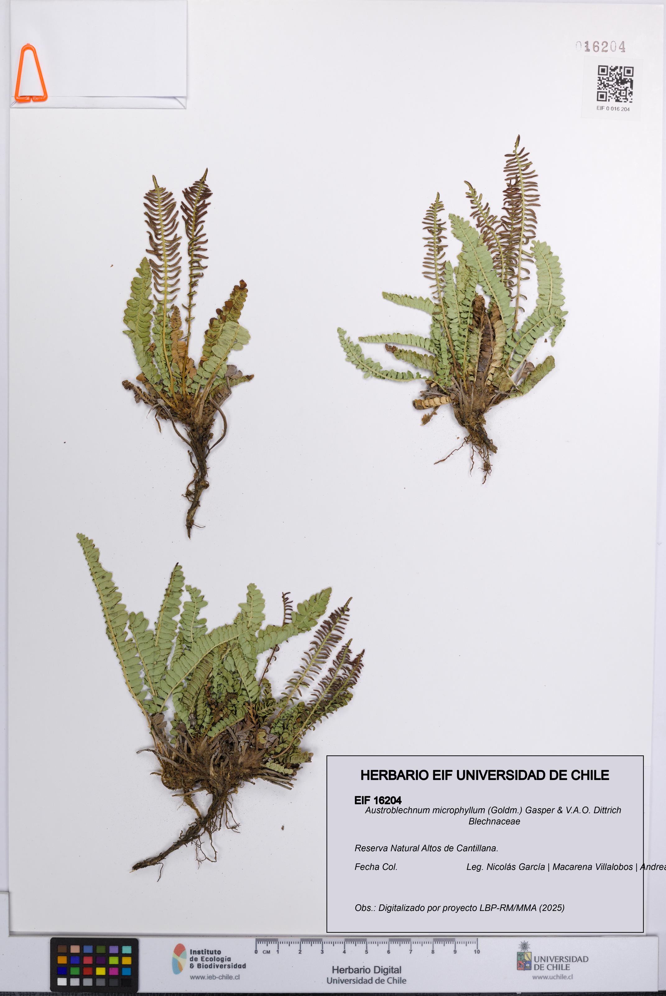 Austroblechnum microphyllum [Espécimen: UCH:EIF:0016204]